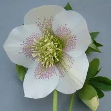 Helleborus orientalis Claudia - Hunyor