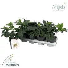 Helleborus orientalis Claudia - Hunyor