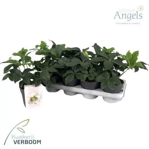 Helleborus orientalis Claudia - Hunyor