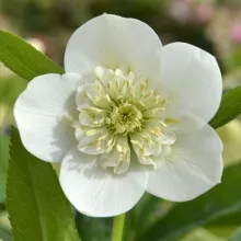 Helleborus orientalis Cinzia - Keleti hunyor