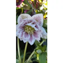 Helleborus orientalis Cinderella - Keleti hunyor