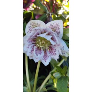 Helleborus orientalis Cinderella - Hunyor