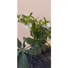 Helleborus orientalis Cinderella - Keleti hunyor
