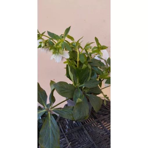 Helleborus orientalis Cinderella - Keleti hunyor