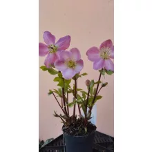 Helleborus orientalis Verboom Sifra - Hunyor