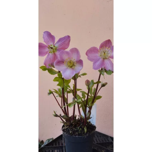 Helleborus orientalis Verboom Sifra - Hunyor