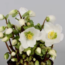 Helleborus niger Verboom Beauty - Hunyor