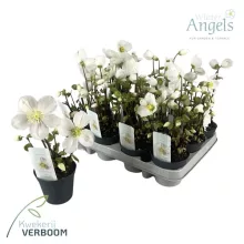 Helleborus niger Verboom Beauty - Hunyor