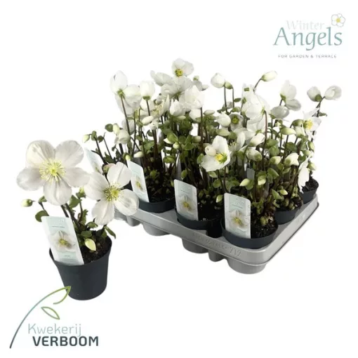 Helleborus niger Verboom Beauty - Hunyor