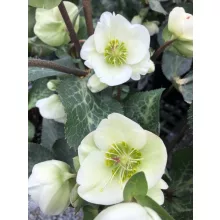 Helleborus Frostkiss Moondance - Hunyor