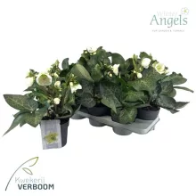 Helleborus Frostkiss Moondance - Hunyor