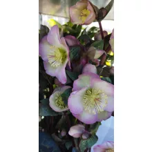 Helleborus Frostkiss Pennys Pink - Hunyor