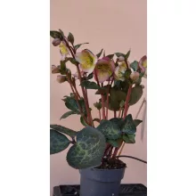Helleborus Frostkiss Pennys Pink - Hunyor