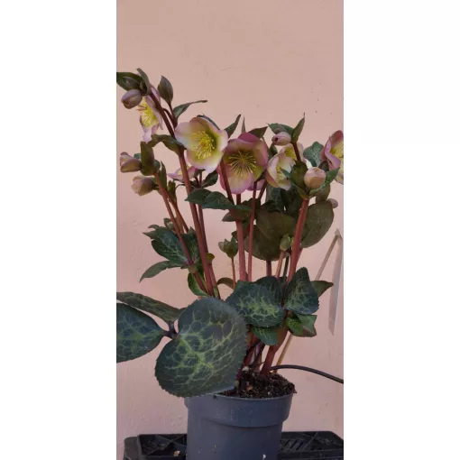 Helleborus Frostkiss Pennys Pink - Hunyor