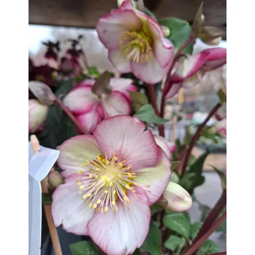 Helleborus Frostkiss Magico - Hunyor
