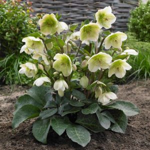 Helleborus Frostkiss Mollys White - Hunyor