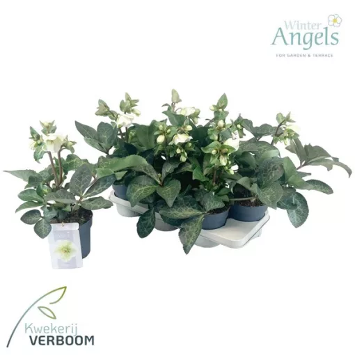 Helleborus Frostkiss Mollys White - Hunyor