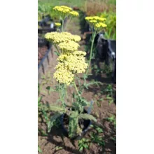 Achillea Anthea - Cickafark