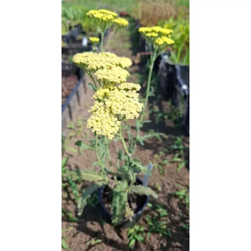 Achillea Anthea - Cickafark