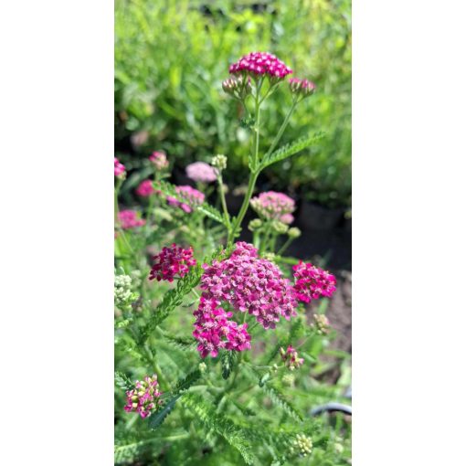 Achillea millefolium Cassis - Cickafark