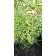 Achillea millefolium Cassis - Cickafark