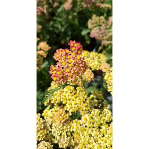 Achillea millefolium Milly Rock Red - Cickafark