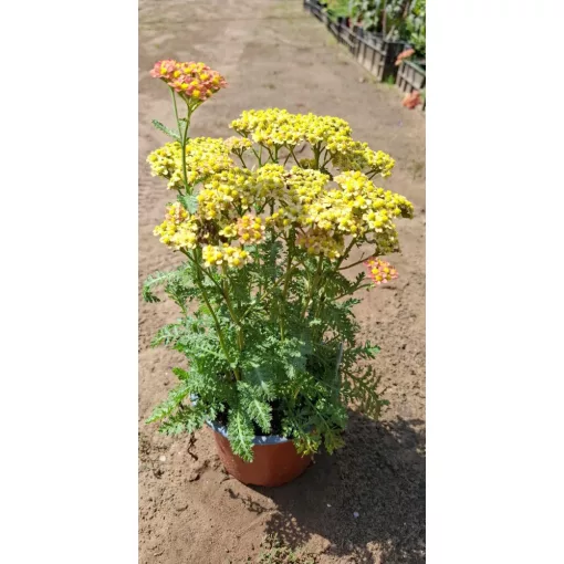 Achillea millefolium Milly Rock Red - Cickafark
