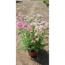 Achillea millefolium Milly Rock Rose - Cickafark