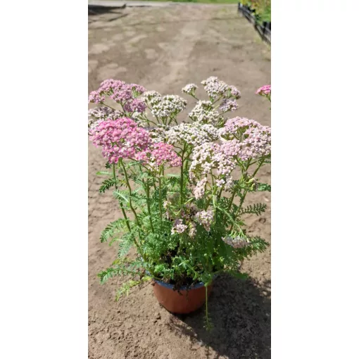 Achillea millefolium Milly Rock Rose - Cickafark