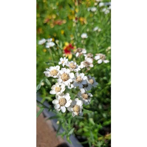 Achillea ptarmica - Cickafark