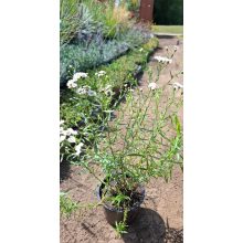 Achillea ptarmica - Cickafark