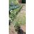 Achillea ptarmica - Cickafark