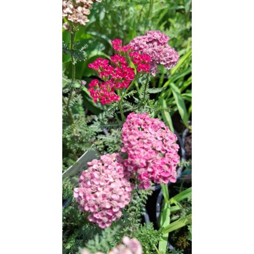 Achillea Saucy Seduction - Cickafark