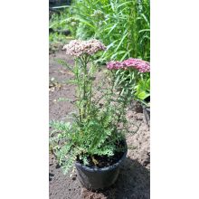 Achillea Saucy Seduction - Közönséges cickafark