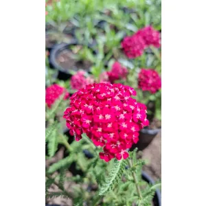 Achillea Saucy Seduction Red - Közönséges cickafark