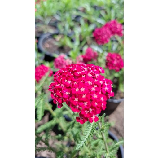 Achillea Saucy Seduction Red - Cickafark