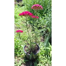 Achillea Saucy Seduction Red - Közönséges cickafark