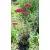 Achillea Saucy Seduction Red - Közönséges cickafark