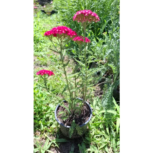 Achillea Saucy Seduction Red - Közönséges cickafark