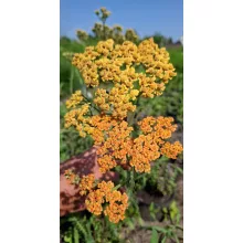 Achillea Terracotta - Közönséges cickafark