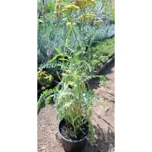 Achillea Terracotta - Közönséges cickafark