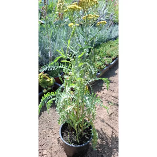 Achillea Terracotta - Közönséges cickafark