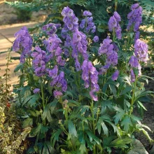Aconitum carmichaelii Arendsii - Őszi sisakvirág