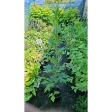 Aconitum carmichaelii Arendsii - Őszi sisakvirág