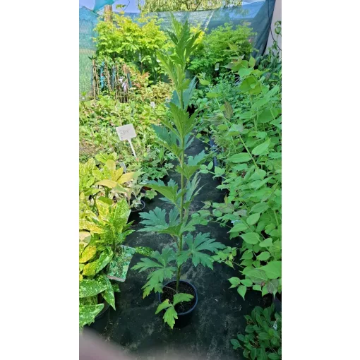 Aconitum carmichaelii Arendsii - Őszi sisakvirág