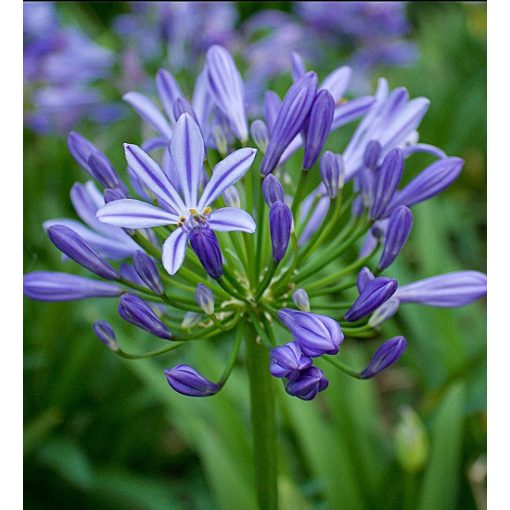 Agapanthus Charlotte - Szerelemvirág