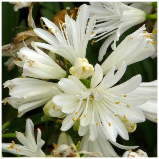 Agapanthus Double Diamond - Szerelemvirág