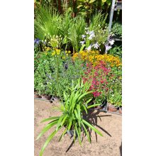 Agapanthus Fireworks - Szerelemvirág