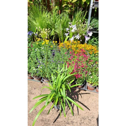 Agapanthus Fireworks - Szerelemvirág