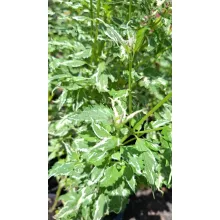 Agastache Crazy Fortune - Izsópfű